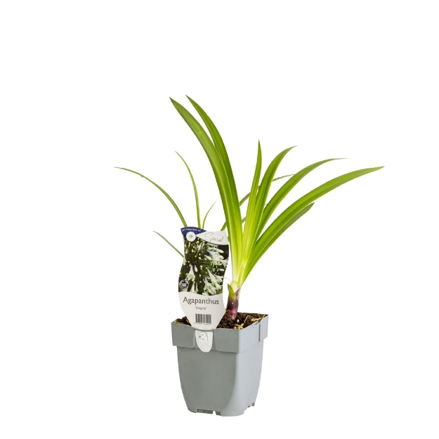 Image de Agapanthus 'Enigma' - pot de 11 cm.