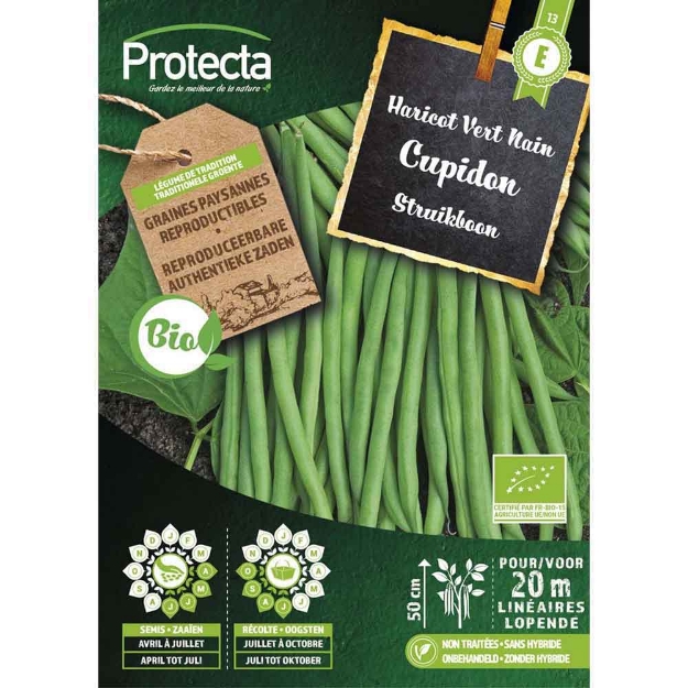 Image de Graines haricot vert nain cupidon fr-bio-15