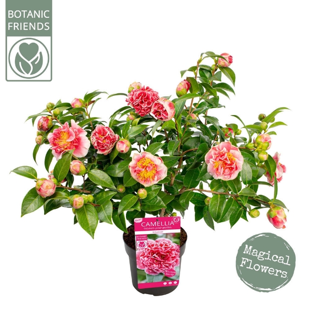 Image de Camellia jap. 'Volunteer'® (PBR)