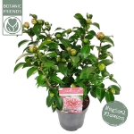 Image de Camellia jap. 'Volunteer'® (PBR)