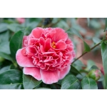 Image de Camellia jap. 'Volunteer'® (PBR)