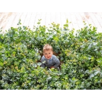 Image de Eucalyptus pulverulenta ‘Baby Blue’