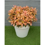 Image de Photinia serr. 'Pink Crispy' (PBR)