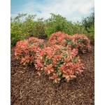 Image de Photinia serr. 'Pink Crispy' (PBR)