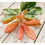 Image de Photinia serr. 'Pink Crispy' (PBR)