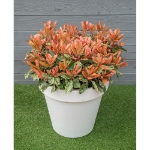 Image de Photinia serr. 'Pink Crispy' (PBR)