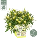 Image de Rhododendron Azalea StarStyle® 'white' (PBR)