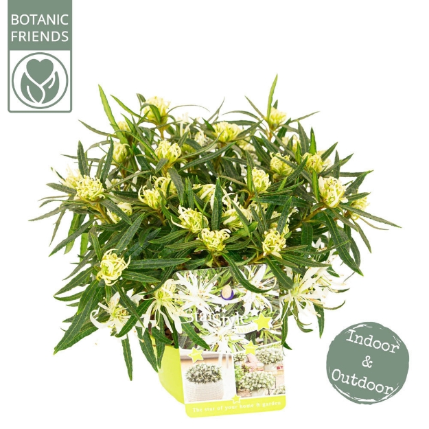 Image de Rhododendron Azalea StarStyle® 'white' (PBR)