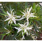 Image de Rhododendron Azalea StarStyle® 'white' (PBR)
