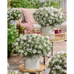 Image de Rhododendron Azalea StarStyle® 'white' (PBR)
