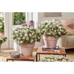 Image de Rhododendron Azalea StarStyle® 'white' (PBR)