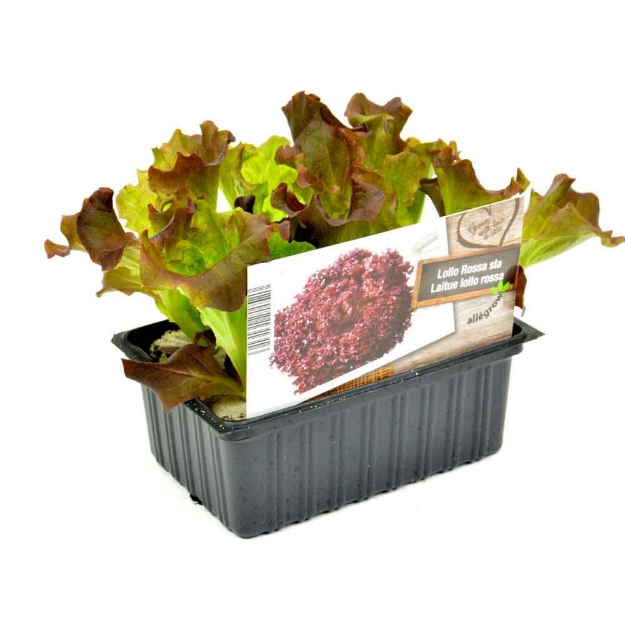 Image de Laitue feuille de chêne vert barquette 6 pièces
