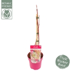 Image de Acer cons. 'Red Flamingo'