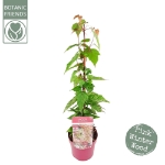 Image de Acer cons. 'Red Flamingo'