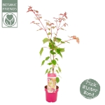 Image de Acer cons. 'Red Flamingo'