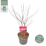 Image de Acer palm. 'Beni-maiko'