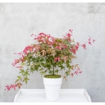 Image de Acer palm. 'Beni-maiko'