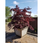 Image de Acer palm. 'Black Lace' (PBR)