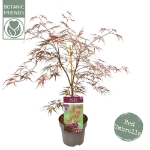 Image de Acer palm. 'Garnet'