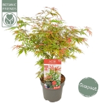 Image de Acer palm. 'Jerre Schwartz'