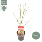 Image de Acer palm. 'Jerre Schwartz'