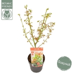 Image de Acer palm. 'Jerre Schwartz'