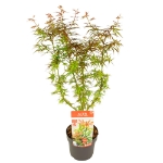 Image de Acer palm. 'Jerre Schwartz'