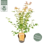 Image de Acer palm. 'Katsura'