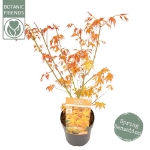 Image de Acer palm. 'Katsura'