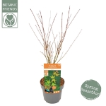 Image de Acer palm. 'Katsura'