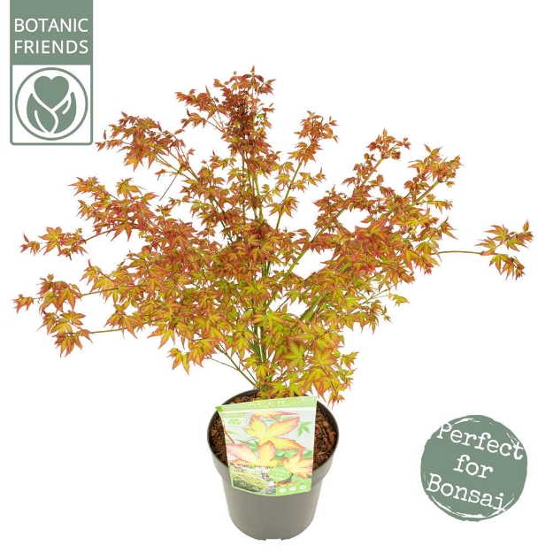 Image de Acer palm. 'Little Princess'