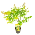 Image de Acer palm. 'Orange Dream'