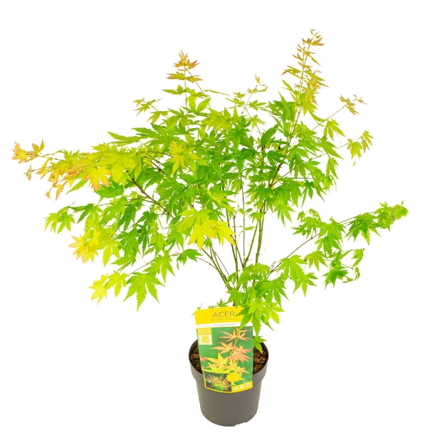 Image de Acer palm. 'Orange Dream'