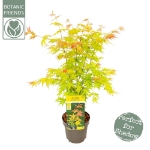 Image de Acer palm. 'Orange Dream'