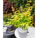 Image de Acer palm. 'Orange Dream'