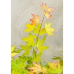 Image de Acer palm. 'Orange Dream'