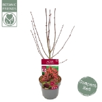 Image de Acer palm. 'Shaina'