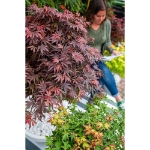 Image de Acer palm. 'Shaina'