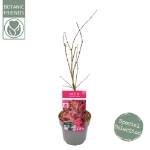 Image de Acer palm. 'Shirazz' (PBR)