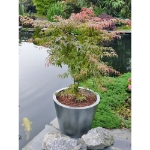 Image de Acer palm. 'Shirazz' (PBR)