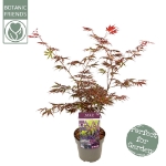 Image de Acer palm. 'Trompenburg'