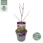 Image de Acer palm. 'Trompenburg'