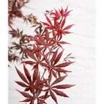 Image de Acer palm. 'Trompenburg'