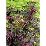 Image de Acer palm. 'Trompenburg'