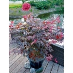 Image de Acer palm. 'Trompenburg'