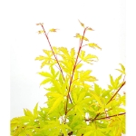 Image de Acer palm. 'Anne Irene' (PBR)