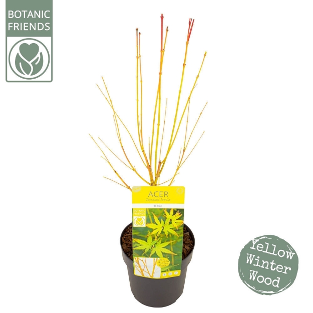 Image de Acer palm. 'Bi hoo'