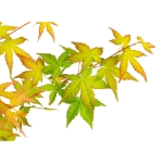 Image de Acer palm. 'Bi hoo'