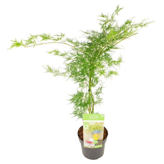 Image de Acer palm. 'Emerald Lace'