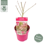 Image de Acer palm. 'Extravaganza' (PBR)